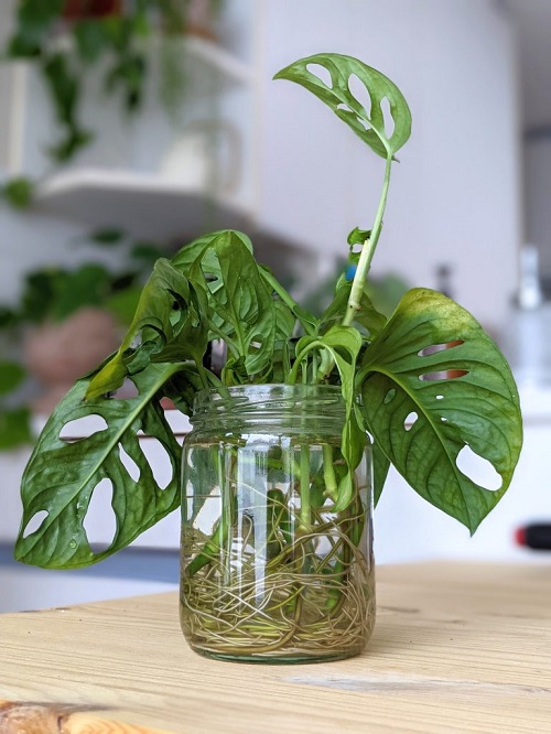 Monstera Adansonnii from Cuttings 2