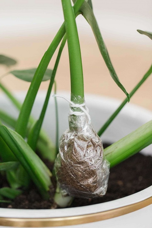 Monstera Adansonnii from Cuttings 3