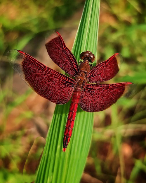 Red Dragonfly 1