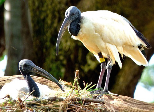 26 Ugliest Birds in the World 7