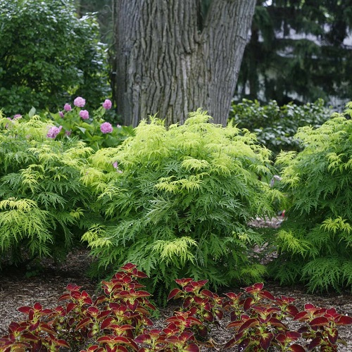 Colorful Hedge Plants 29