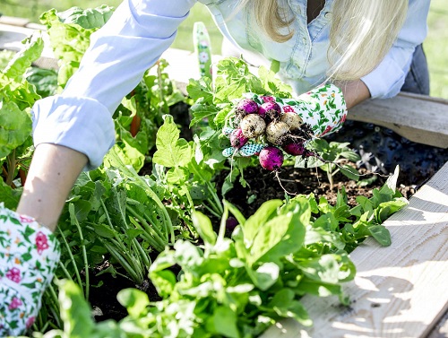 Tricks to Grow Vining Vegetables Like Never Before 3