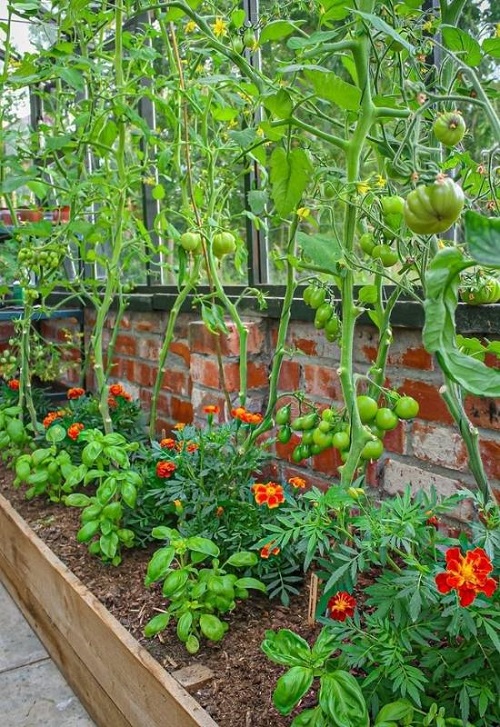 Fall Garden Vegetables for Texas 1