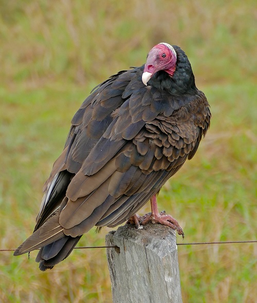 Ugliest Birds 11