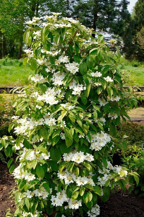 Bushes and Shrubs with Small White Fragrant Flowers 11