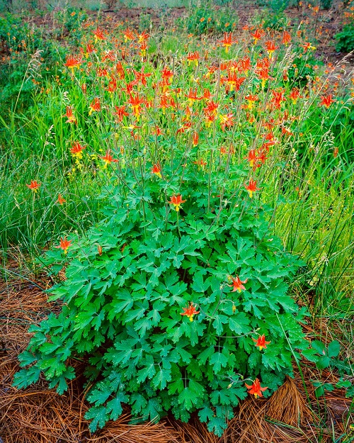 California's Native Shade Plants 1