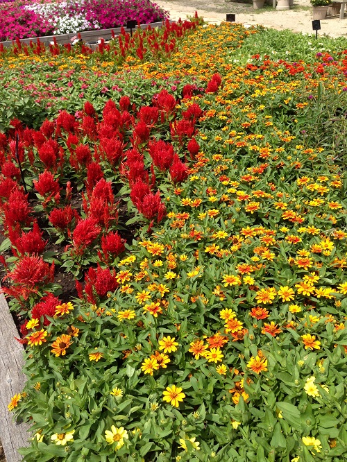 Celosia Companion Plants 3