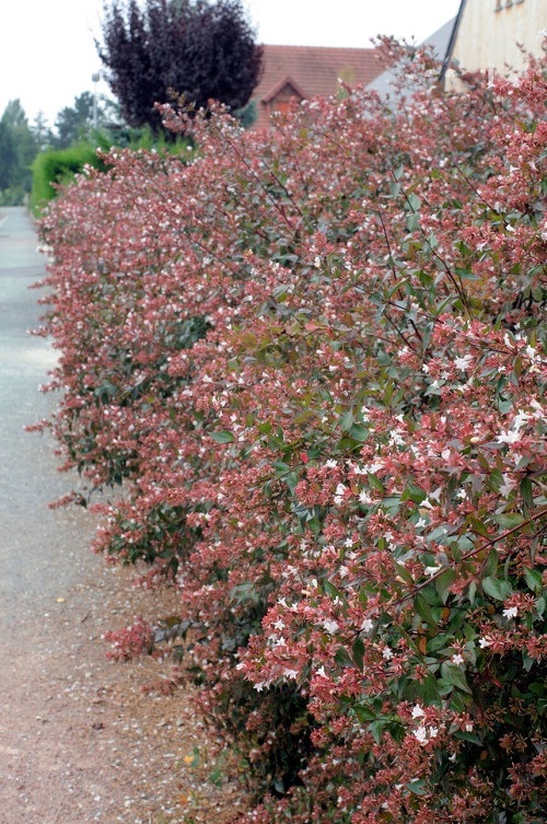 Colorful Hedge Plants 1