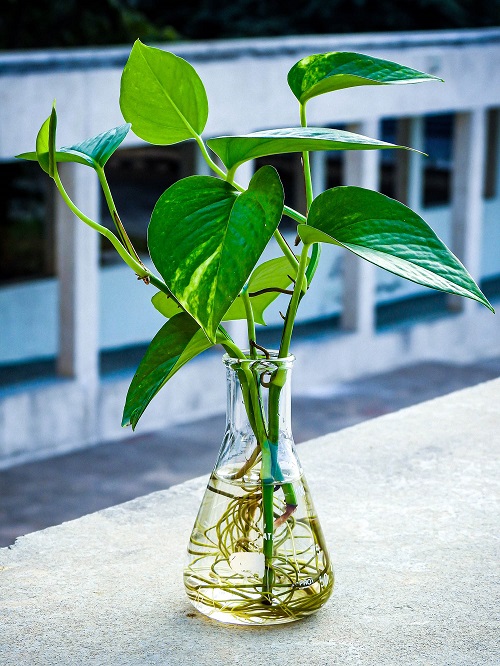 Growing Pothos in Water 2