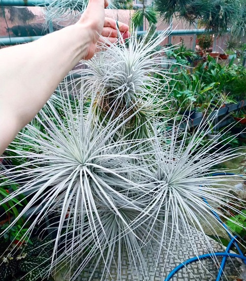 Plants that Look Like Spider Plants 6