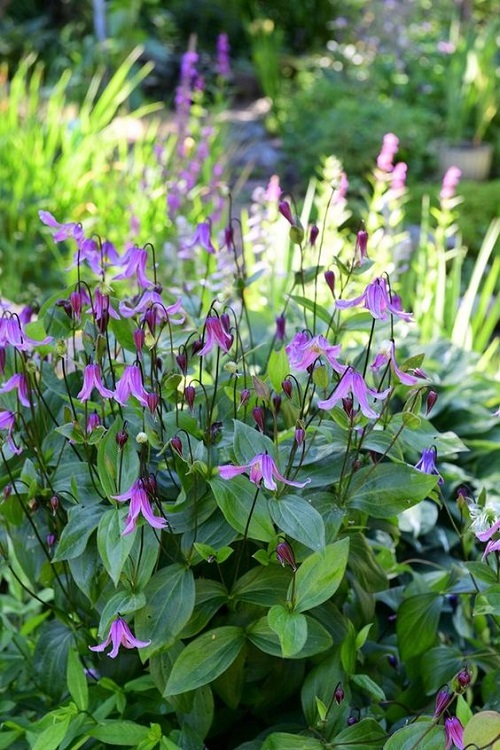 California's Native Shade Plants 13