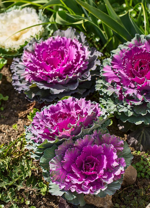 Ornamental Cabbage Varieties 1