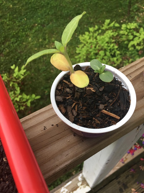 How to Fix Yellow Leaves on Seedlings 6