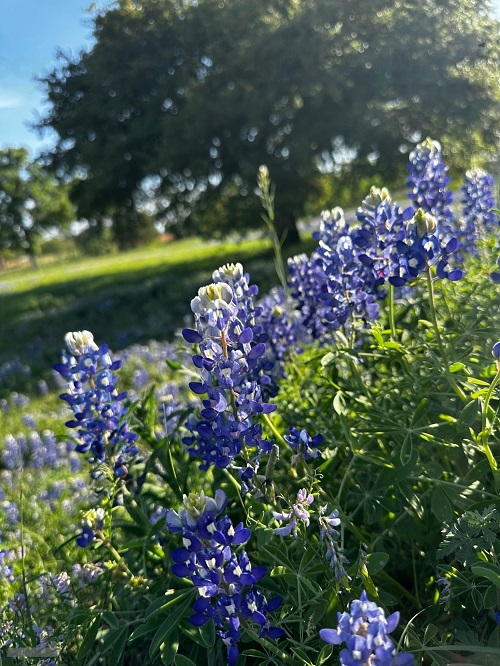 Texas State Flower 2