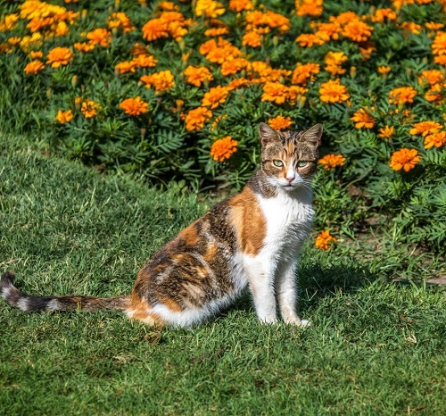 Things You Can Do With Marigolds 6