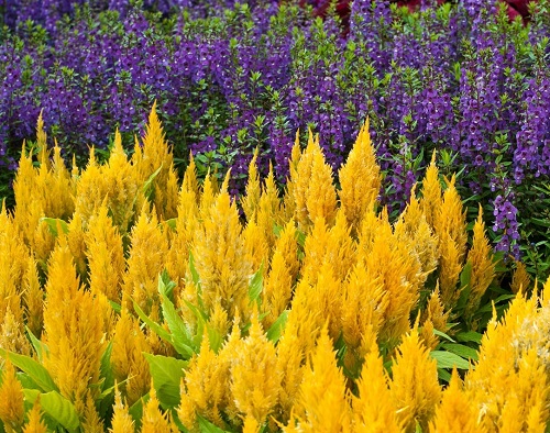 Celosia Companion Plants 15