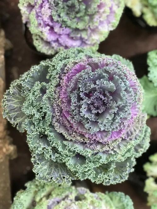 Ornamental Cabbage Varieties 15