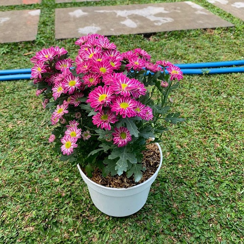 Chrysanthemum Morifolium 1