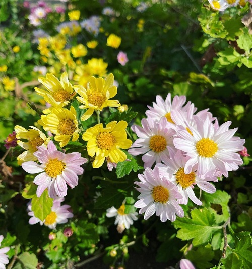 Chrysanthemum Morifolium 2