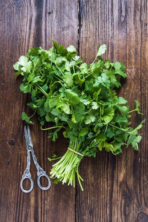 How to Grow Cilantro Indoors 12