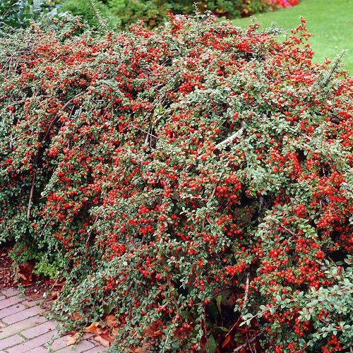 Texas Flowering Shrubs 29