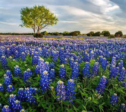 Texas State Flower 1