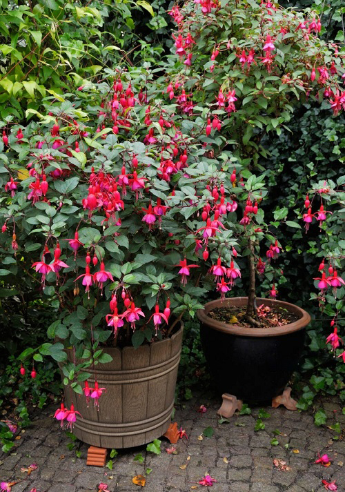 Fuchsia Variety Colors 11