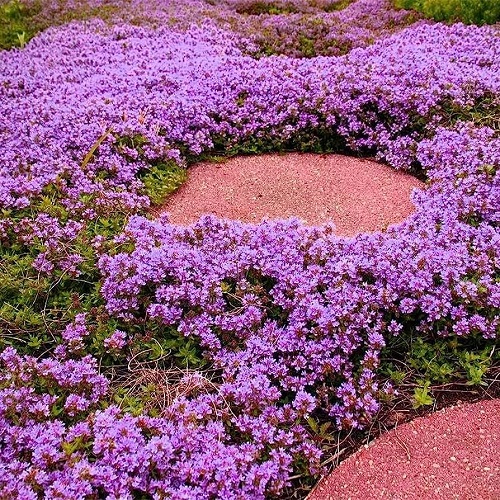 Creeping Thyme Lawn Ideas 3