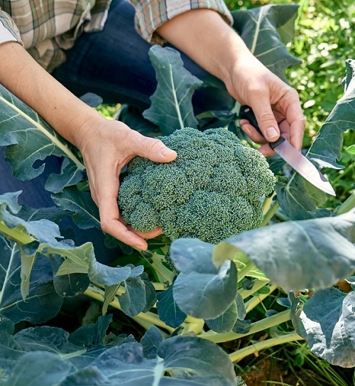 Broccoli Plant Growing Stages 4