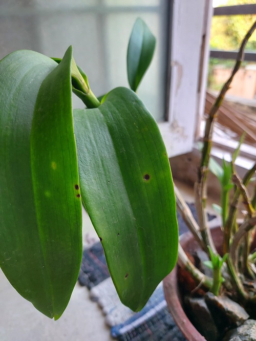 Orchid Leaves Splitting 2