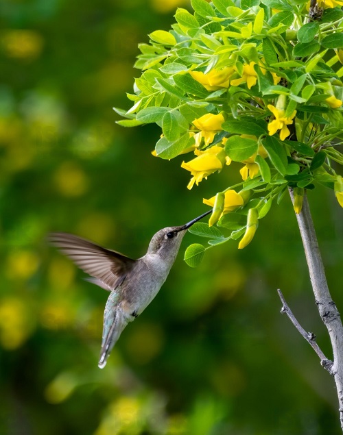 Pollinators to Have the Most Productive Garden 3