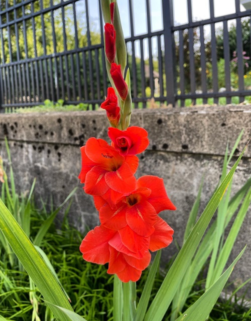 Best Red Flower Names 27