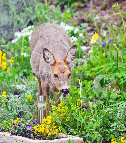 Keep Deer Out of Garden 28