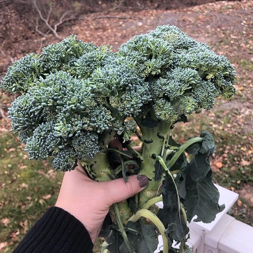 Broccoli Spider Mites 1