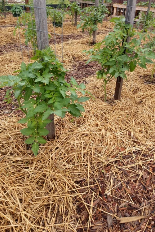 Tips to Follow When Growing Vines and Climbers 8