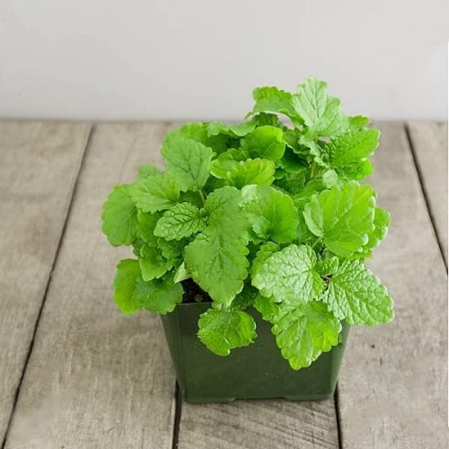 Herbs you should never buy 9