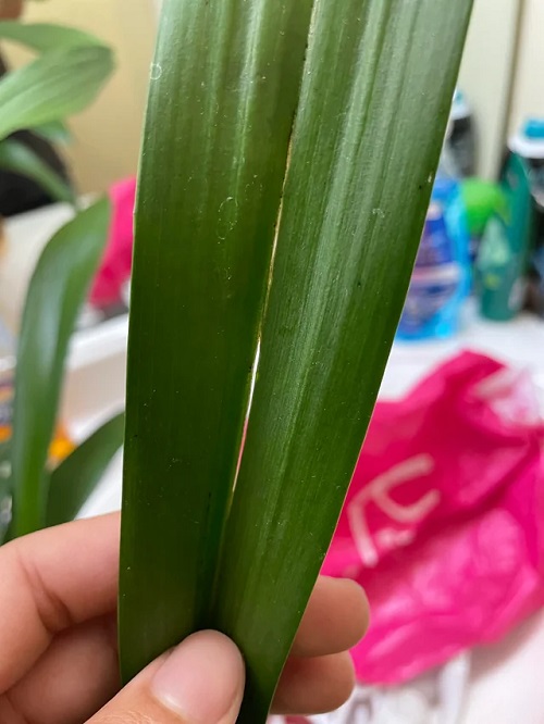 Orchid Leaves Splitting 1