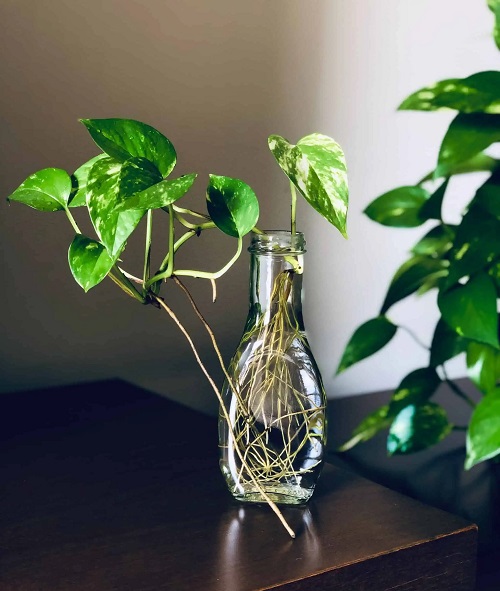 Growing Pothos in Water