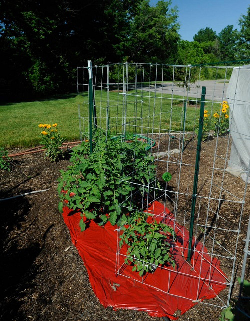 Tricks to Grow Vining Vegetables Like Never Before 5