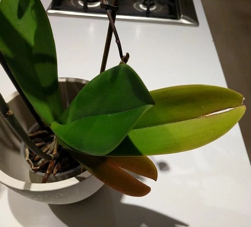 Orchid Leaves Splitting 4