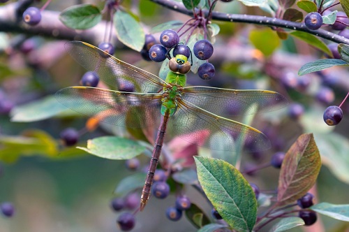 Types of Dragonfly 11