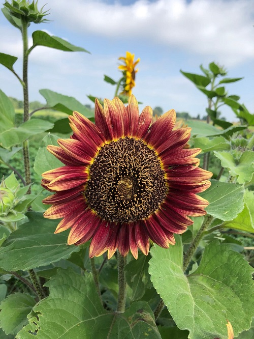 Pink Sunflowers 1