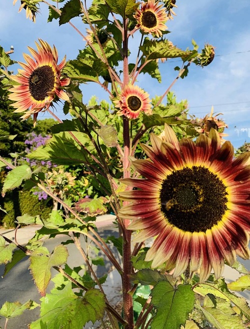 Pink Sunflowers 3