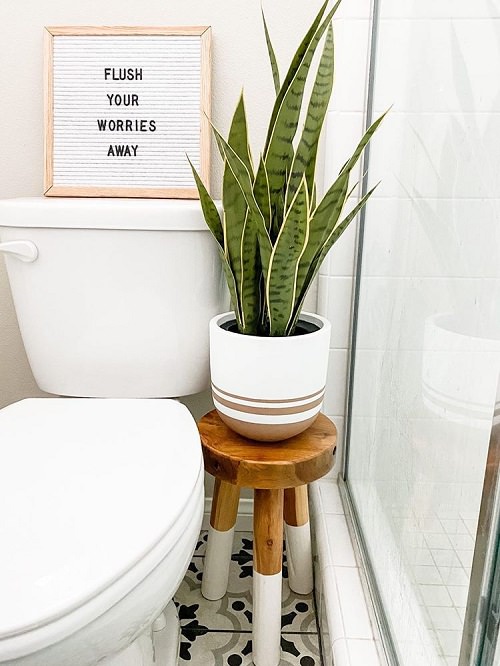 Plants Around Toilet Seat in the Bathroom 1