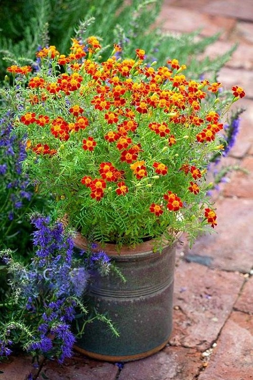 Exotic Marigold Varieties 3