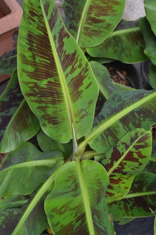 Variegated Banana Plant 3