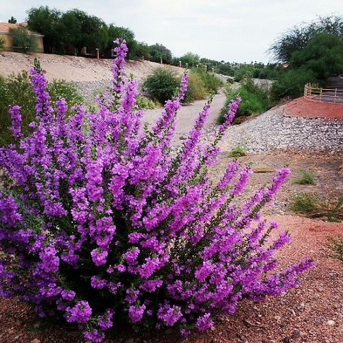 Dallas Plant Zones | 37 Best Plants for Dallas 4