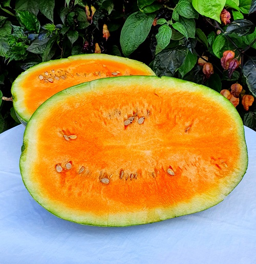 Orange Watermelons 7