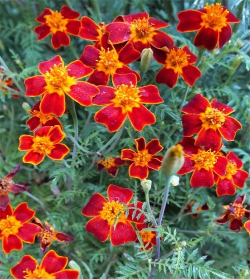 Exotic Marigold Varieties 5