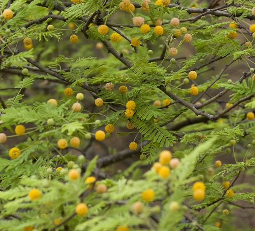 Trees with Yellow Flowers 25